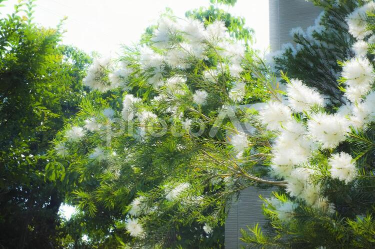 ふんわりした白い花 花,白い花,はなの写真素材