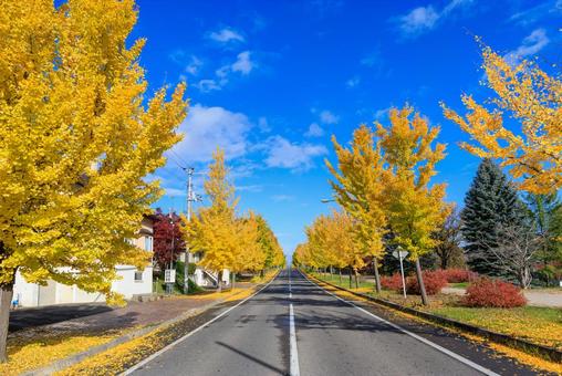 イチョウの並木道 イチョウの並木道,銀杏の並木道,秋の写真素材