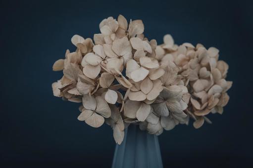 紫陽花 紫陽花の写真