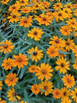 オレンジのじゅうたん オレンジのじゅうたん オレンジ,一面の花,ガーデニングの写真素材