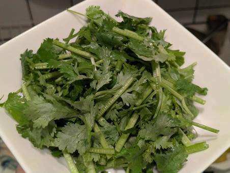 パクチー カットパクチー,パクチー,コリアンダーの写真素材