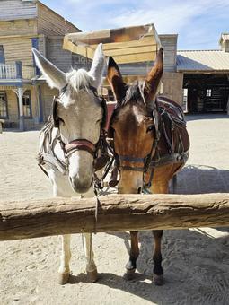 2頭の馬と馬車 2頭の馬と馬車 馬車,ウエスタン,馬の写真素材