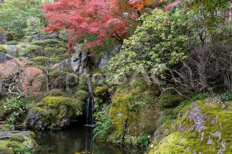 秋の箱根散策 紅葉,もみじ,モミジの写真素材