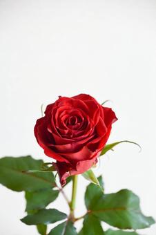 赤いばら バラ,薔薇,赤の写真素材