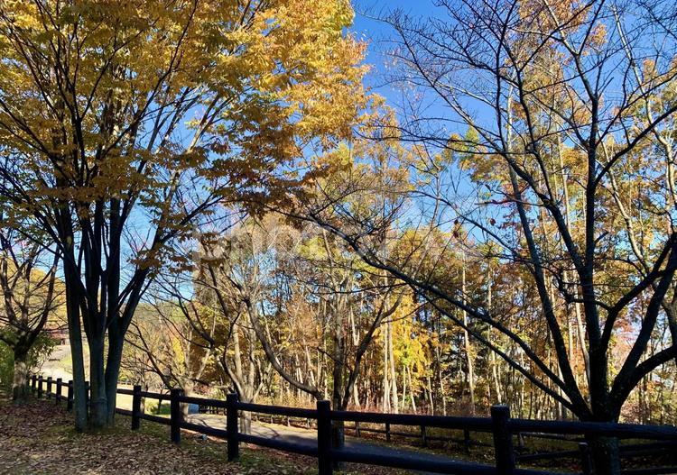 黄色く色づく公園の木（黄葉） 秋,公園,景色の写真素材