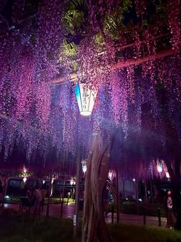 藤まつり 藤まつり 藤,藤まつり,ふじの写真素材