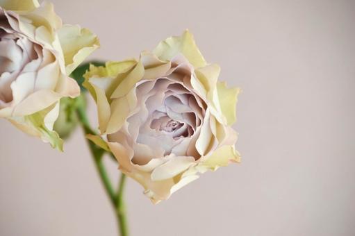 ラピスヴェール ラピスヴェール,紫,ばらの写真素材