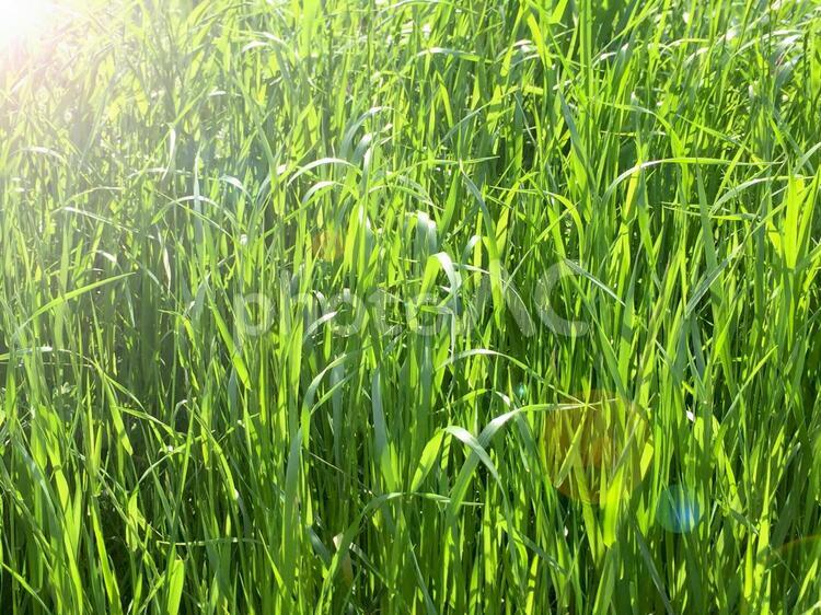 日差しが差し込む芝生 芝生,サッカー場,天然芝の写真素材