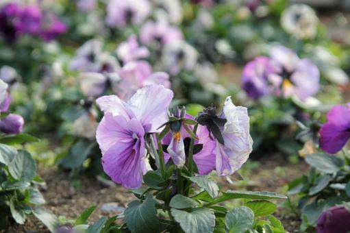 パンジー　マクロ 花,可憐,色鮮やかの写真素材