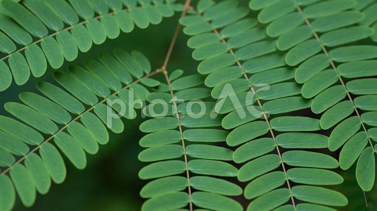 森の中にあるニセアカシアの葉っぱ 葉,植物,自然の写真素材