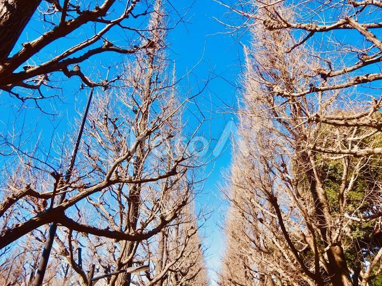 冬のイチョウ並木とブルースカイ 青空,空,ブルースカイの写真素材