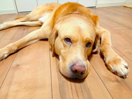 家でくつろぐラブラドールレトリーバー9 家でくつろぐラブラドールレトリーバー9 ラブラドールレトリバー,犬,ペットの写真素材