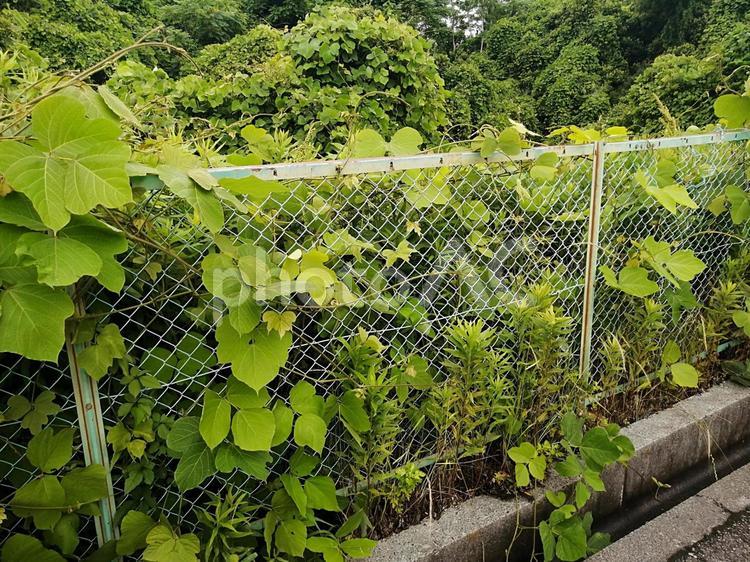 雑草の繁殖力（フェンス）　事例 雑草,繁殖力,フェンスの写真素材