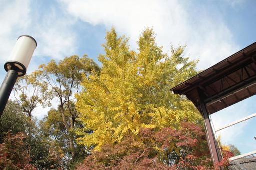 イチョウの紅葉の写真