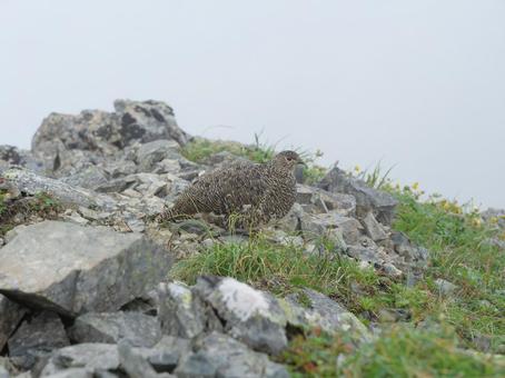 仙丈ヶ岳のライチョウ 仙丈ヶ岳のライチョウ ライチョウ,らいちょう,雷鳥の写真素材