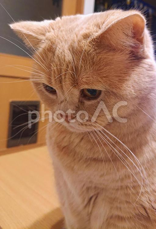 うちのネコさま　かわいいドアップ ネコ,猫,アップの写真素材