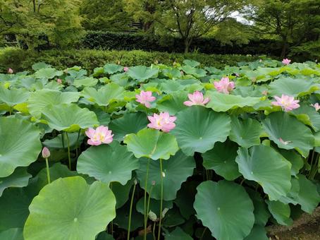 花 花の写真