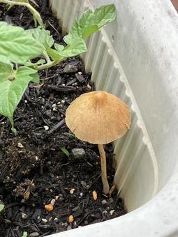 プランターからきのこが プランターからきのこがの写真