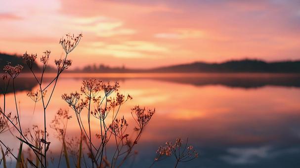 美しい夕暮れ時の花景色 美しい夕暮れ時の花景色の写真