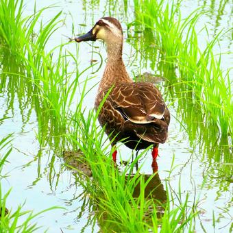 Spot-billed Duck, JPG Spot-billed Duck, JPG