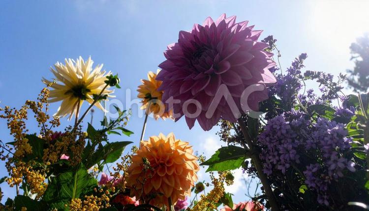 9月誕生花　ダリア　キンモクセイ 9月誕生花,ダリア,キンモクセイの写真素材