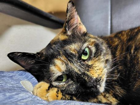 カメラをジーっ 猫,サビ猫,ねこの写真素材