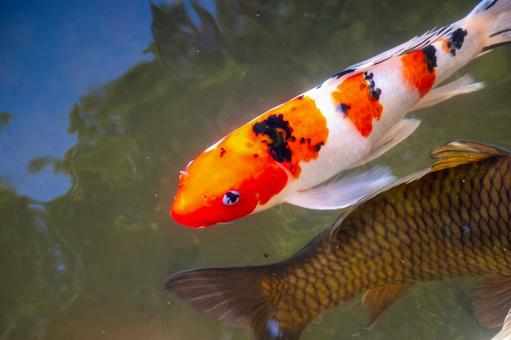 コイ⑹ 魚,コイ,ヒゴイの写真素材