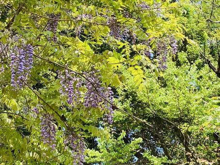 Wisteria flower, JPG
