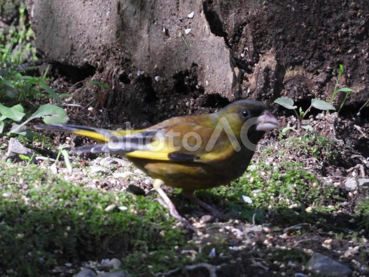 小根山野鳥の森で撮ったカワラヒワ 野鳥,鳥,小鳥の写真素材