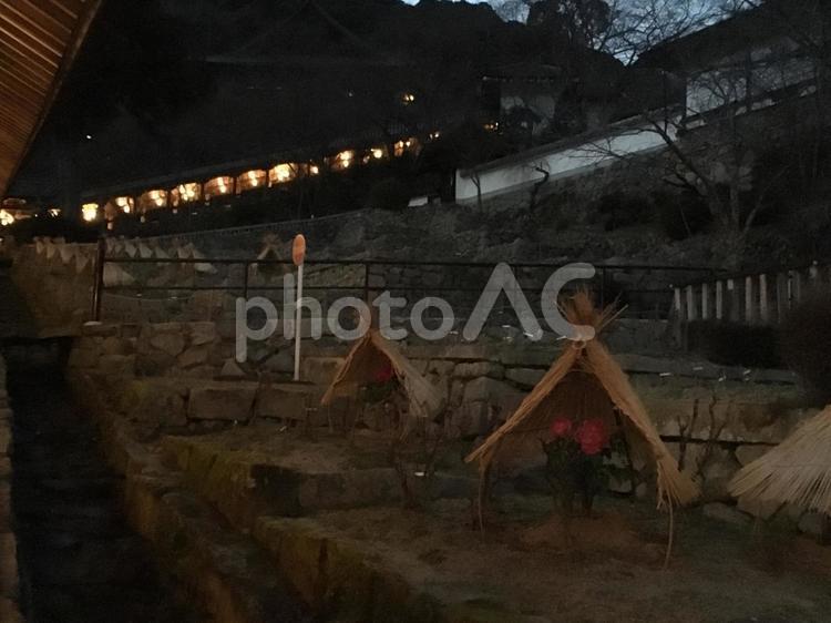 寒牡丹　長谷寺　夜間拝観　藁覆い　冬 寒牡丹,長谷寺,夜間拝観の写真素材