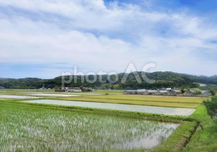 天浜線車窓より袋井山田の初夏の田園風景 水田,田圃,田水張るの写真素材