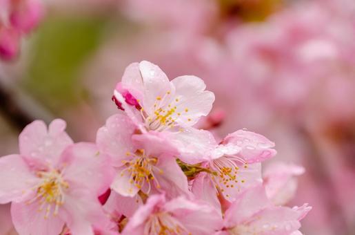 春の息吹を感じる桜のクローズアップ 春の息吹を感じる桜のクローズアップの写真