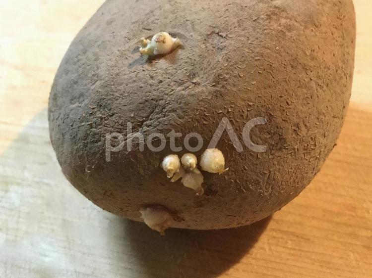 芽が出たジャガイモ じゃがいも,芽,野菜の写真素材
