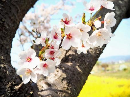 Cherry Blossoms, JPG Cherry Blossoms, JPG