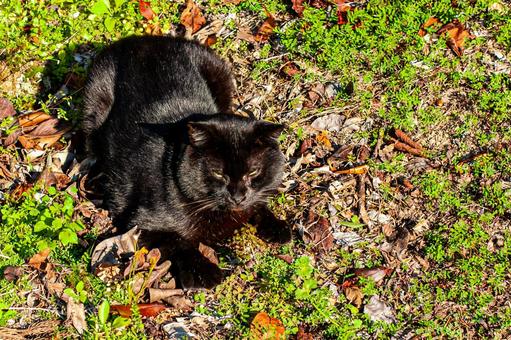 枯葉に座る野良猫 猫,野良猫,秋の写真素材