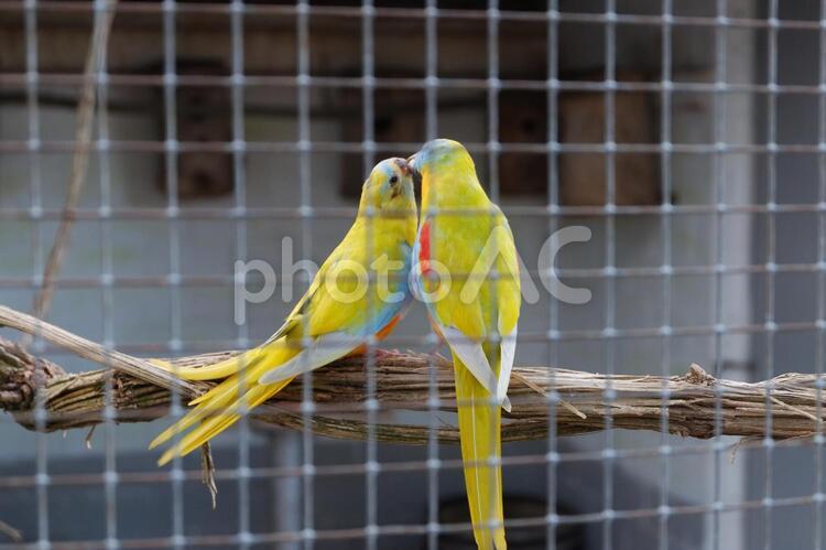 キス インコ,仲良し,キスの写真素材