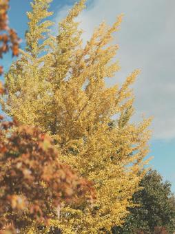 イチョウの木 いちょう,紅葉,秋の写真素材