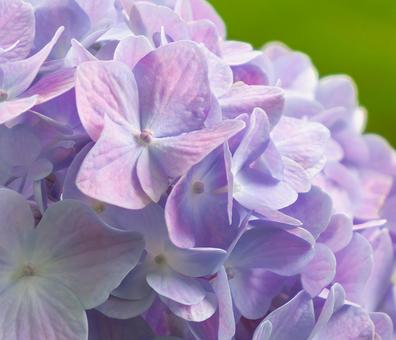 Hydrangea , JPG