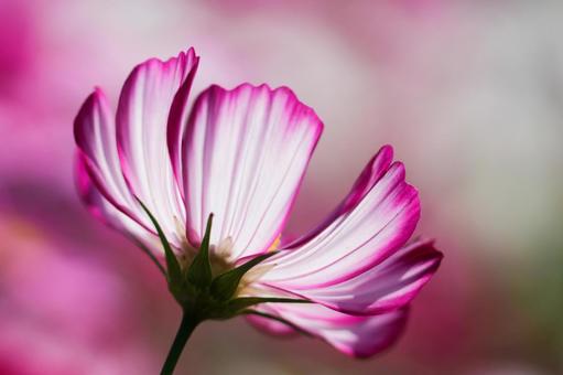 コスモス畑 ピンクと白い満開の花 コスモス畑 ピンクと白い満開の花 コスモス,秋,花の写真素材