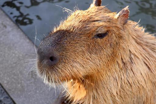 お湯につかるカピバラ カピバラ,お湯,お風呂の写真素材
