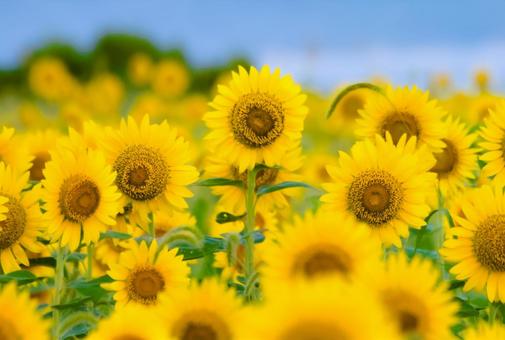 Photo, sunflower, summer, flower, 