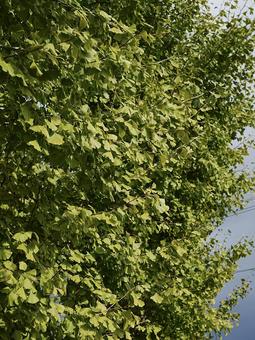 銀杏 銀杏,イチョウ,緑の写真素材