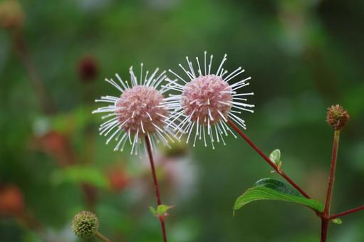 Photo, mysterious, form, shimataniwatarinoki, 
