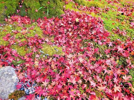 Photo, autumn leaves, autumn, maple, 