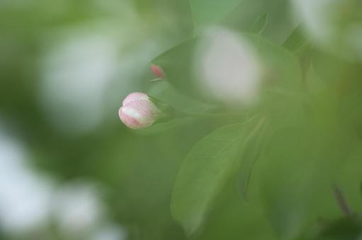 ピンクの蕾のクローズアップ ピンクの蕾のクローズアップの写真