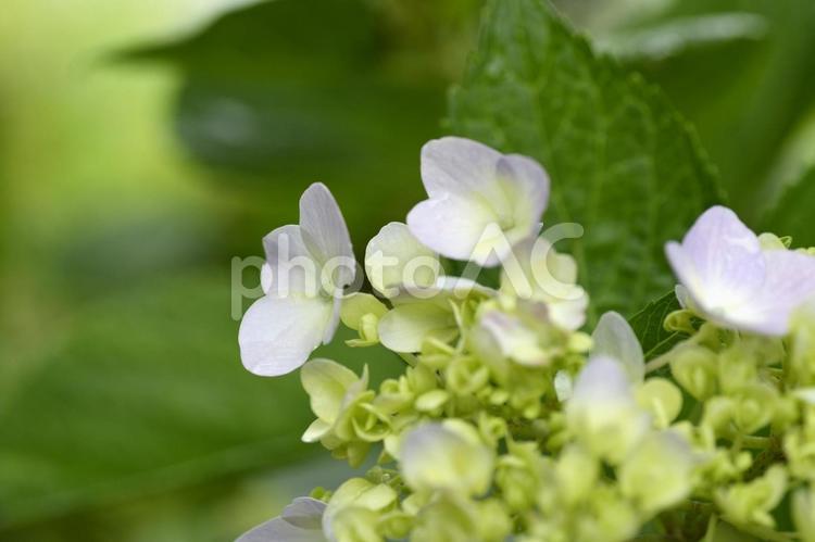 【アジサイと水滴】梅雨　初夏イメージ 紫陽花,あじさい,花の写真素材