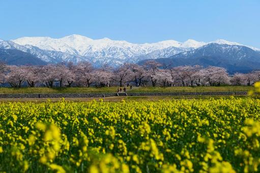 春の四重奏で知られる、舟川べり桜並木。 桜,さくら,花見の写真素材