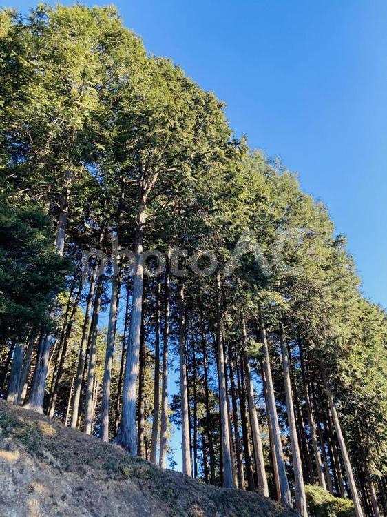 杉林画像 杉林,風景,晴れの写真素材