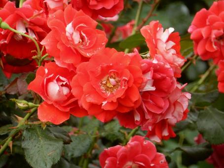 【薔薇の写真】バラの花 【薔薇の写真】バラの花 の写真
