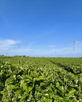 新茶シーズンの牧之原大茶園 新茶シーズンの牧之原大茶園の写真